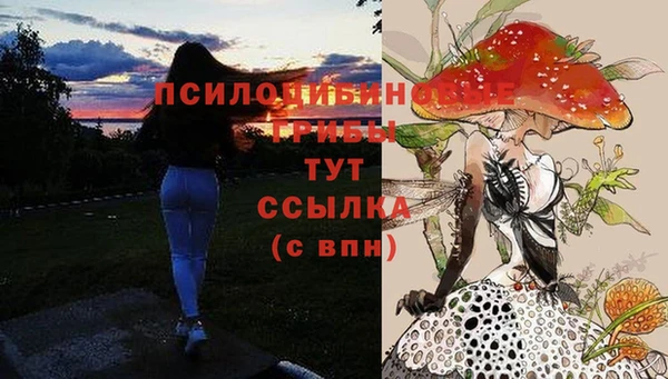 прущие грибы Вязники